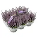 Bild 1 von Garden Girls Premium Calluna Garden Girls "Late Line" / Herbstlavendel