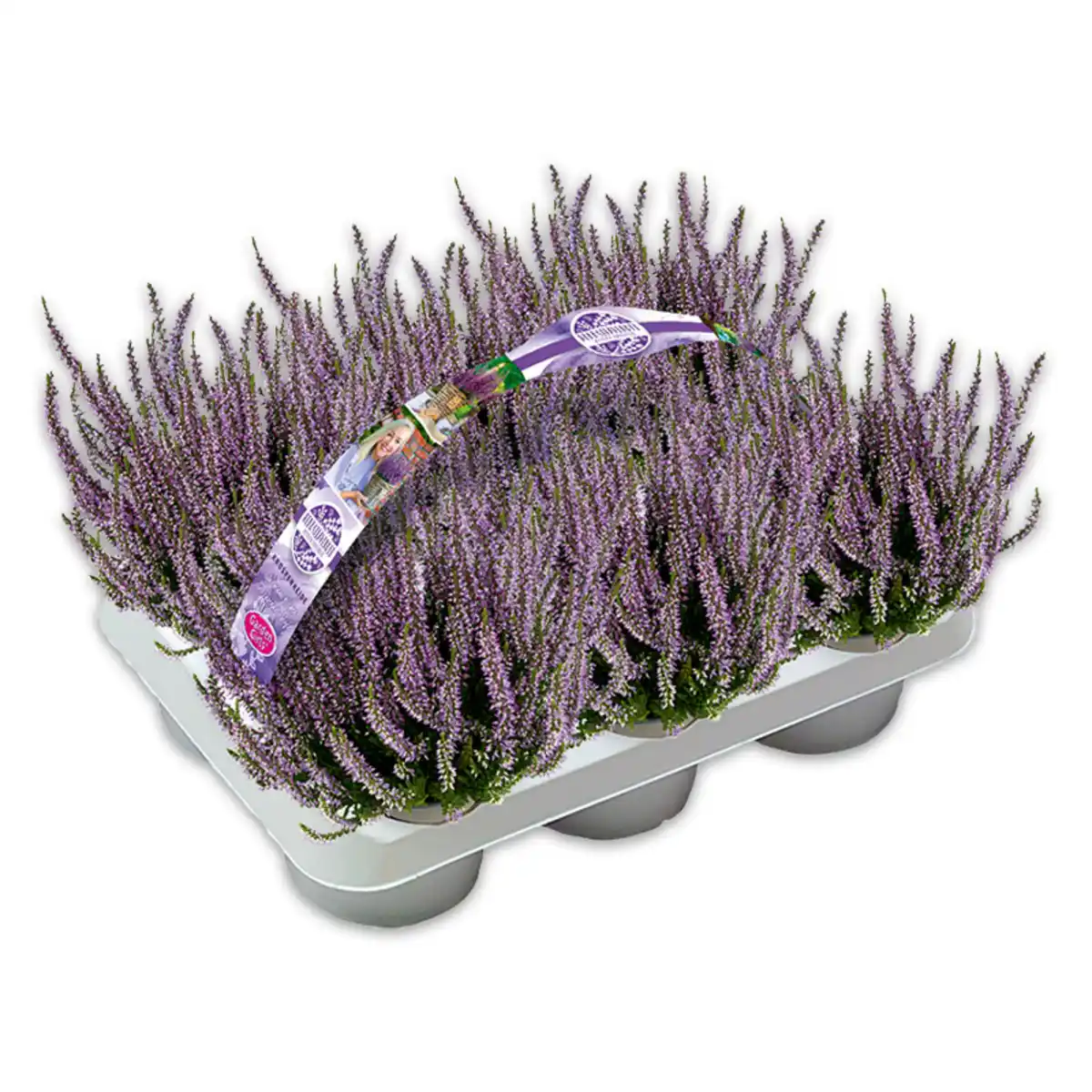 Bild 1 von Garden Girls Premium Calluna Garden Girls "Late Line" / Herbstlavendel