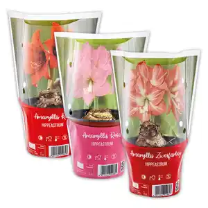 Amaryllis