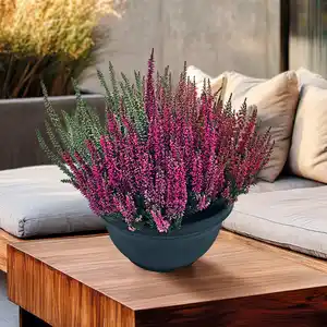 Calluna Twister / Fluffy XXL