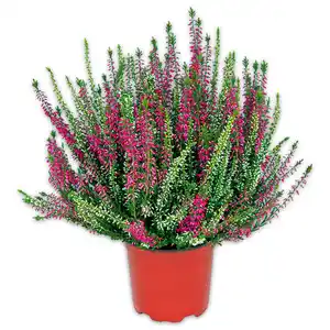 Heidekraut Calluna Twins zweifarbig