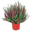 Bild 1 von Heidekraut Calluna Twins zweifarbig