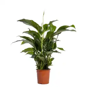 Einblatt "Sweet Lauretta" Topf-Ø ca. 24 cm