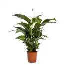 Bild 1 von Einblatt "Sweet Lauretta" Topf-Ø ca. 24 cm