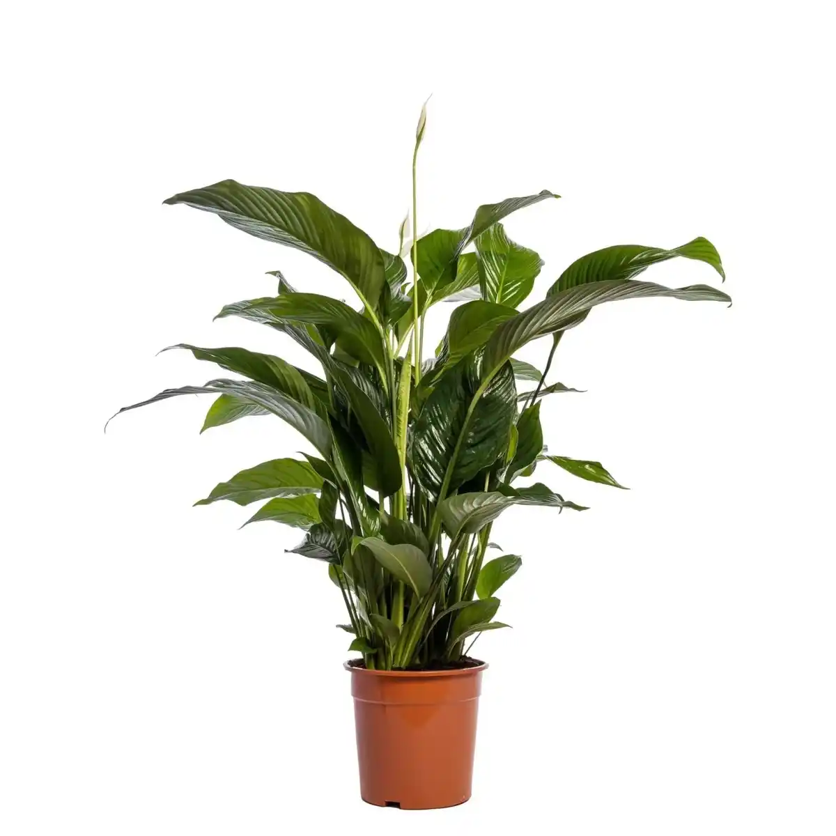 Bild 1 von Einblatt "Sweet Lauretta" Topf-Ø ca. 24 cm