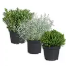 Bild 1 von Stacheldrahtpflanze / Hebe Mix