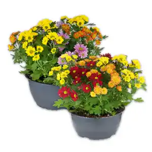Chrysanthemen Mix