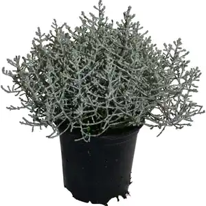 Silberkörbchen Weiß Topf-Ø ca. 11 Calocephalus
