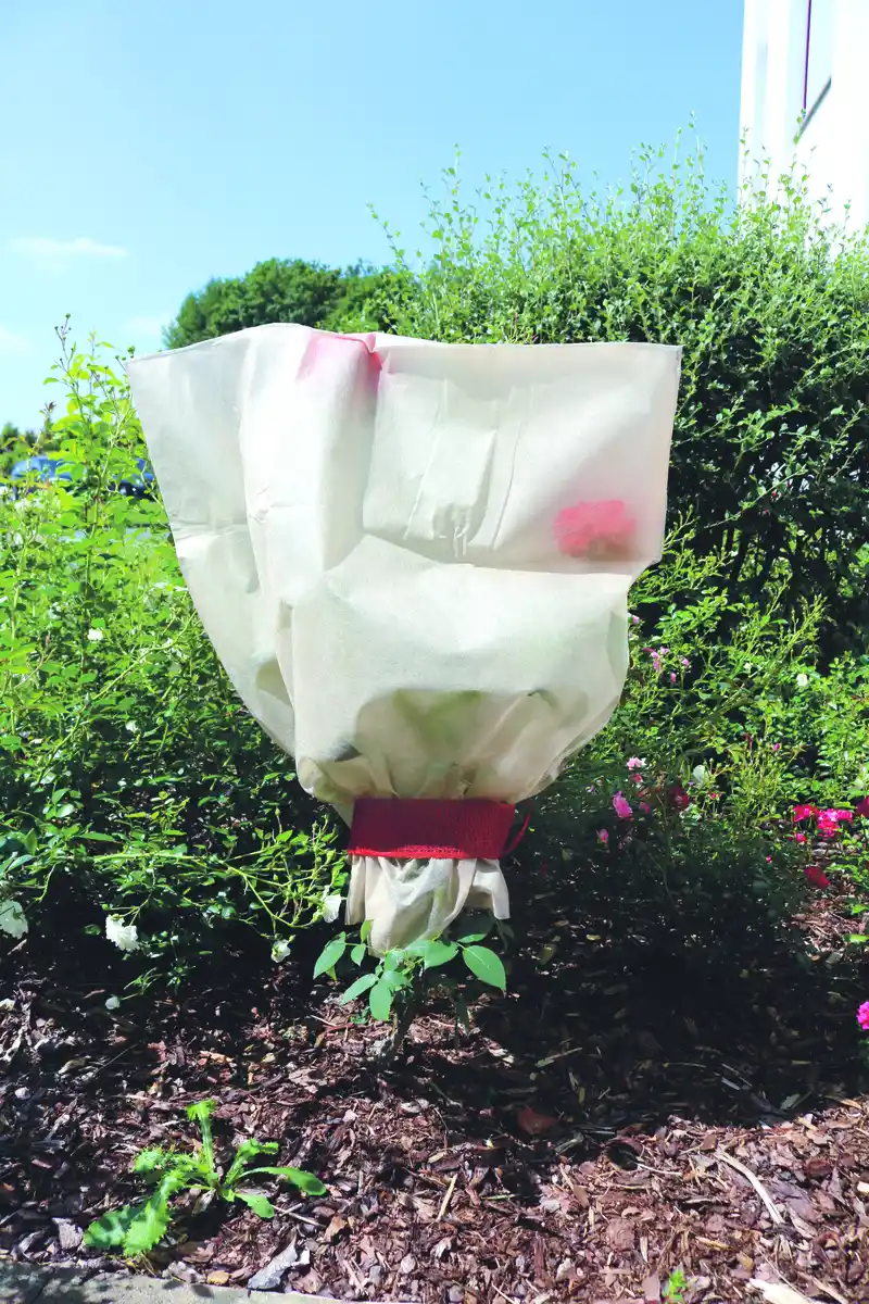 Bild 1 von Rosenschutzhauben schützt vor Kälte und Wind