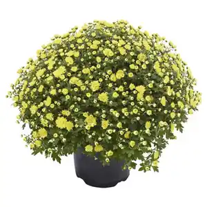 GARDENLINE Chrysanthemen Busch, Gelb