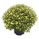 Bild 1 von GARDENLINE Chrysanthemen Busch, Gelb