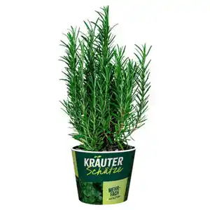 GARDENLINE Frische Kräuter, Rosmarin