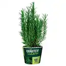 Bild 1 von GARDENLINE Frische Kräuter, Rosmarin