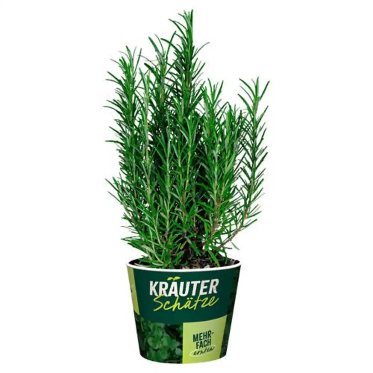 Bild 1 von GARDENLINE Frische Kräuter, Rosmarin