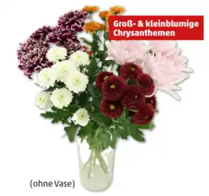 Chrysanthemen „Santini Festival“*