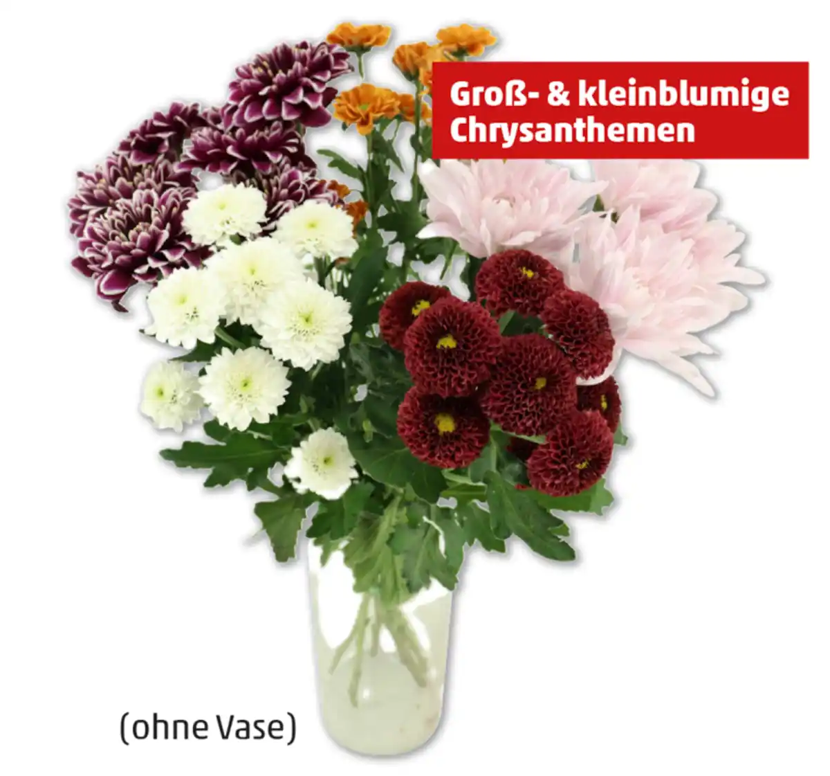 Bild 1 von Chrysanthemen „Santini Festival“*