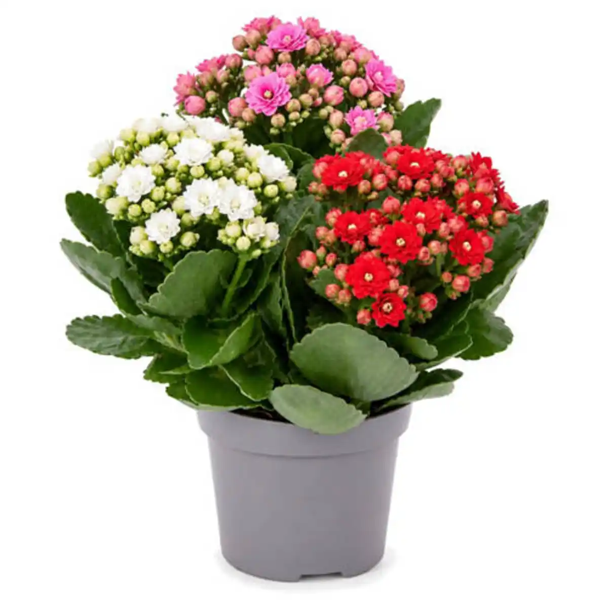 Bild 1 von GARDENLINE Pflanzen Mix, Chrysanthemen