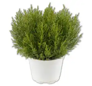 Hebe „Green Boys“*