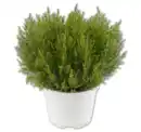 Bild 1 von Hebe „Green Boys“*