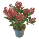 Bild 1 von Skimmia „japonica Rubella“