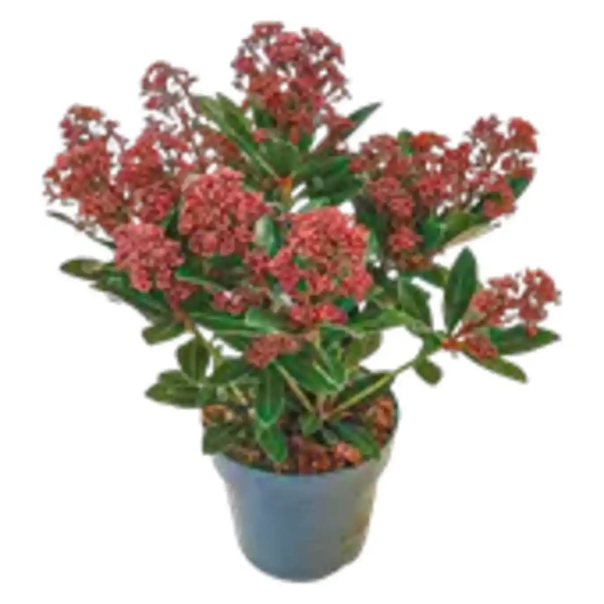 Bild 1 von Skimmia „japonica Rubella“