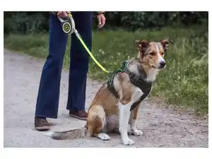MAX & MILA'S WORLD Hundegeschirr mit LED