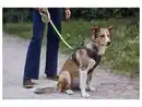 Bild 1 von MAX & MILA'S WORLD Hundegeschirr mit LED
