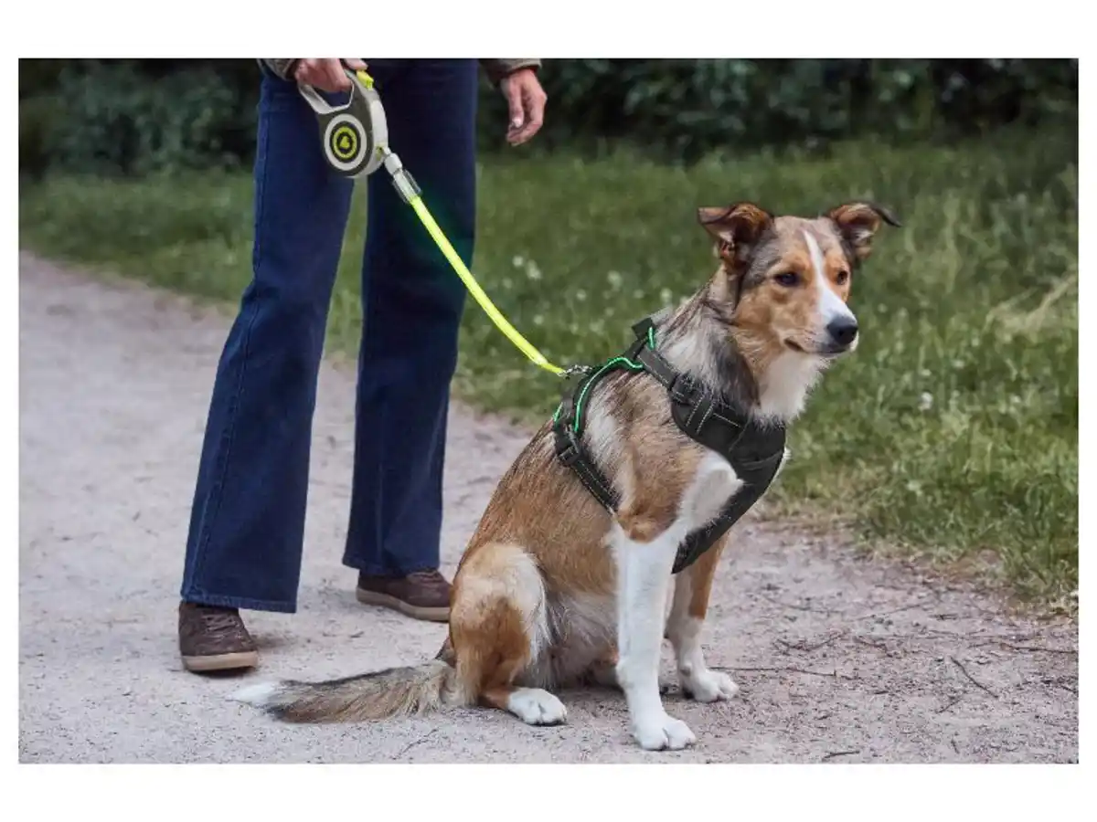 Bild 1 von MAX & MILA'S WORLD Hundegeschirr mit LED
