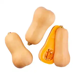 Speisekürbis „Butternut“