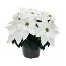 Bild 3 von GARDENLINE Winterstern