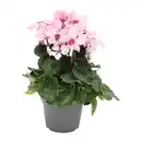 Bild 3 von GARDENLINE Alpenveilchen
