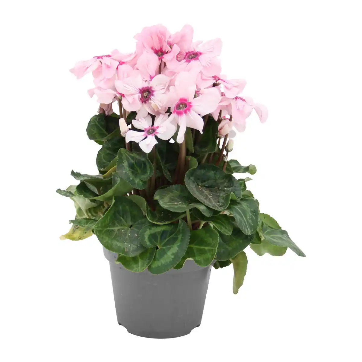Bild 3 von GARDENLINE Alpenveilchen