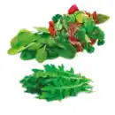 Bild 1 von Italienische Salate im Sortiment