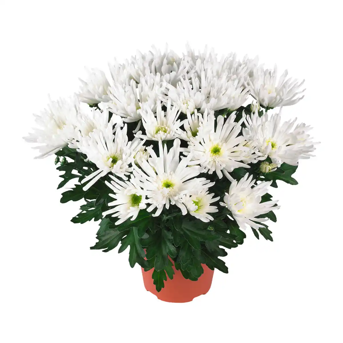 Bild 4 von GARDENLINE Chrysantheme
