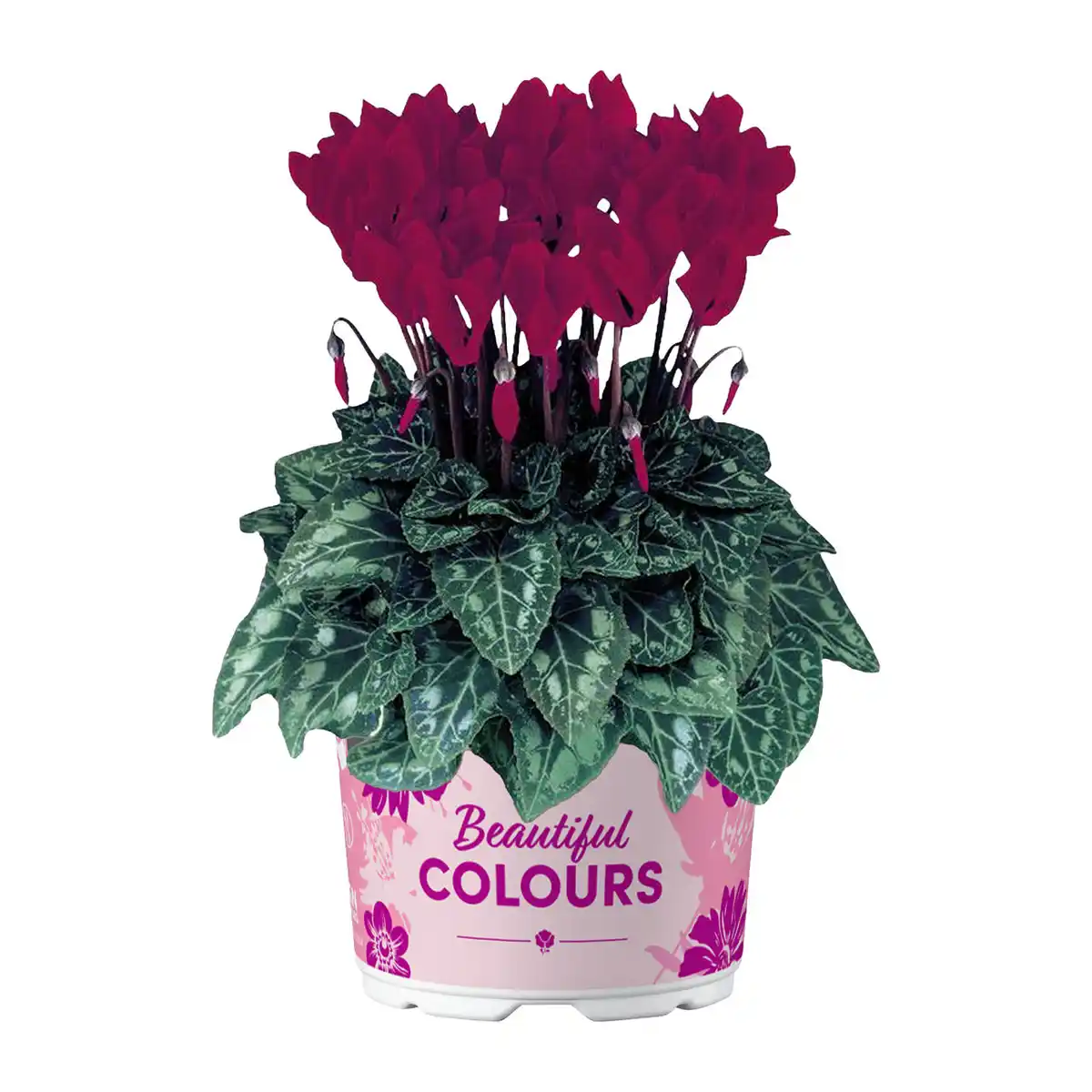 Bild 4 von GARDENLINE Alpenveilchen