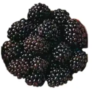 Brombeeren