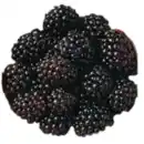 Bild 1 von Brombeeren