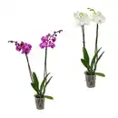 Bild 1 von GARDENLINE Schmetterlings-Orchidee