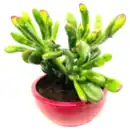 Bild 1 von »Teneriffa Mini Oase«