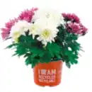 Bild 1 von Chrysanthemen Trios „Spezial Mix"