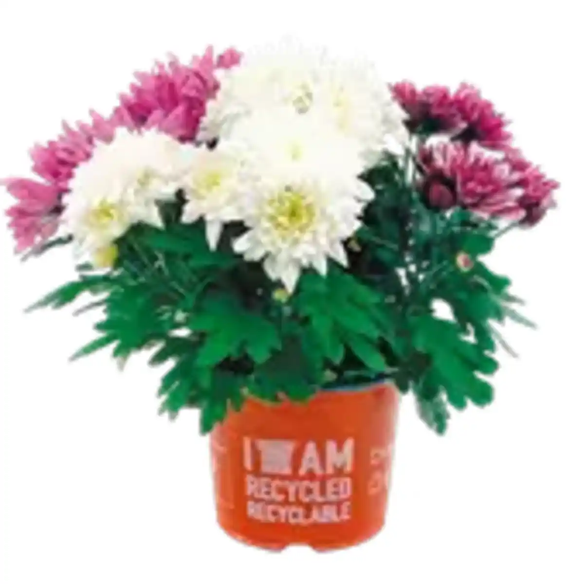 Bild 1 von Chrysanthemen Trios „Spezial Mix"