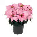 Bild 2 von GARDENLINE Winterstern