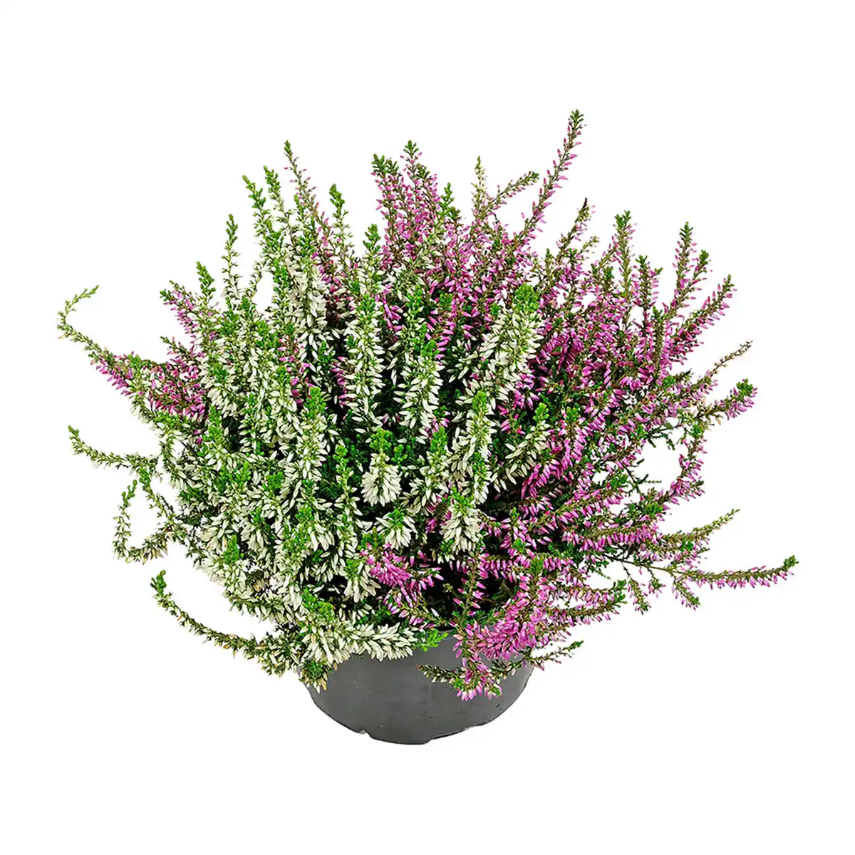 Bild 2 von GARDENLINE Calluna vulgaris Twin / Trio