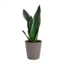 Bild 3 von GARDENLINE Außergewöhnliche Grünpflanze