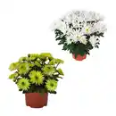 Bild 1 von GARDENLINE Chrysantheme