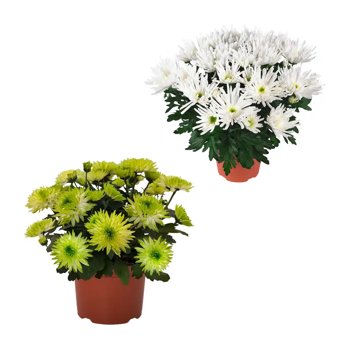 Bild 1 von GARDENLINE Chrysantheme
