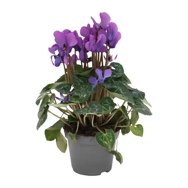 Bild 2 von GARDENLINE Alpenveilchen