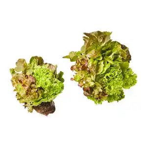 Salat mit Wurzelballen