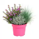 Bild 3 von GARDENLINE Herbstpflanzen-Trio