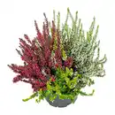 Bild 3 von GARDENLINE Calluna vulgaris Twin / Trio